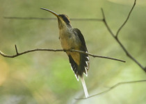 Mbaracayu Biosphere Reserve Four-Day Birding Tour with Wildlife Paraguay