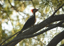 Humid and Dry Chaco Five-Day Birding Tour with Wildlife Paraguay