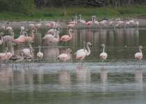 Humid and Dry Chaco Five-Day Birding Tour with Wildlife Paraguay