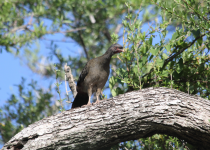 Humid and Dry Chaco Five-Day Birding Tour with Wildlife Paraguay