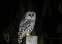 Humid and Dry Chaco Five-Day Birding Tour with Wildlife Paraguay