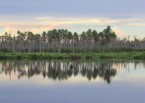 Humid and Dry Chaco Five-Day Birding Tour with Wildlife Paraguay