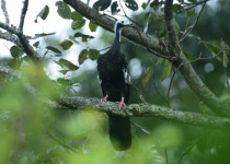 Great Chaco Cerrado and Pantanal Twelve-Day Birding Tour with Wildlife Paraguay