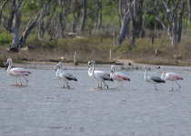 Great Chaco Cerrado and Pantanal Twelve-Day Birding Tour with Wildlife Paraguay