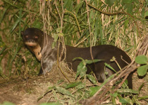 Great Chaco Cerrado and Pantanal Twelve-Day Birding Tour with Wildlife Paraguay