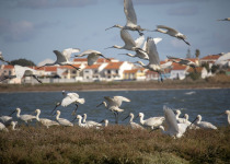 Tagus Estuary Birdwatching Boat Tour from Lisbon
