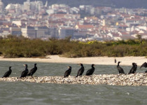Tagus Estuary Birdwatching Boat Tour from Lisbon