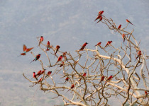 6-Night African Pitta Bird Safari in Mana Pools