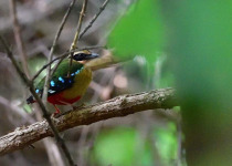 6-Night African Pitta Bird Safari in Mana Pools