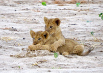 6-Night African Pitta Bird Safari in Mana Pools