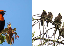 6-Day Eastern Highlands Zimbabwe Bird Safari