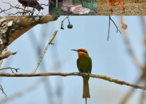 6-Night Zambia Miombo Bird Safari