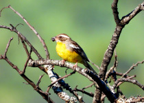 3-Day Harare Miombo Woodlands Bird Safari