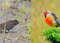 3-Day Harare Miombo Woodlands Bird Safari