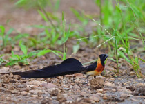 3-Day Harare Miombo Woodlands Bird Safari