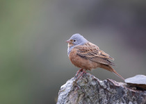 Private Half-Day Bird and Wildlife Photography in Greece