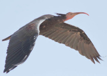 Strait of Gibraltar Raptor Migration Birding Tour