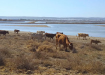 Strait of Gibraltar Raptor Migration Birding Tour
