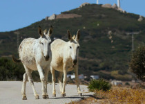 Strait of Gibraltar Raptor Migration Birding Tour