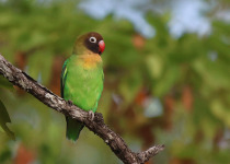 African Pitta and Zambian Endemics 2026