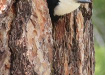 White-headed Woodpecker