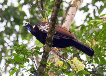 Trinidad Piping Guan