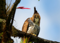 Ornate Hawk-Eagle