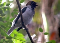 Bearded Bellbird