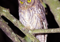 Tropical Screech Owl