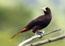 Crested Oropendula