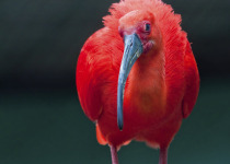 Scarlet Ibis