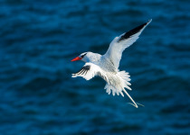 Red-billed Tropicbird