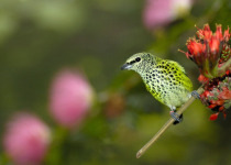 Speckled Tanager