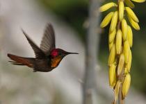 Ruby Topaz Hummingbird