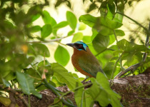 Trinidad Motmot, Momotus bahamensis, sitting on branch in tropical forest habitat. Green vegetation in background. TExotic adventure in caribbean nature, endemic bird from Trinidad and Tobago