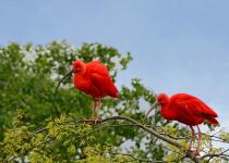 Scarlet Ibis