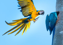 Blue-and-yellow Macaws