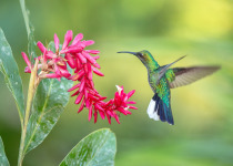 White-tailed Sabrewing