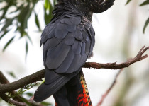 Red-tailed Black-Cockatoo