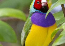 Gouldian Finch