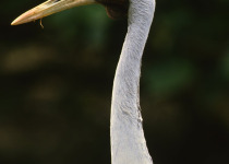 Brolga