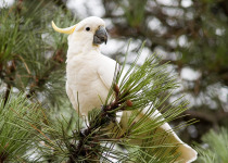 Sulphur-crested Cockatoo