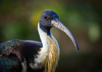 Straw-necked Ibis