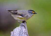 Striated Pardalote (Pardalotus striatus)