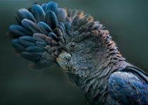 Red Tailed Black Cockatoo portrait