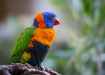 Red-collared Lorikeet