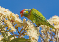 Varied Lorikeet