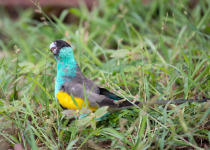 Hooded Parrot