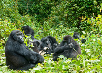 Gorilla family