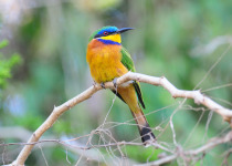 Blue-breasted Bee-eater
